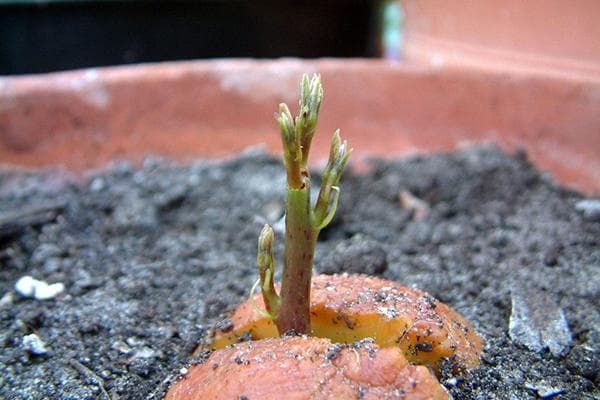Faire germer une graine d'avocat dans un pot avec de la terre