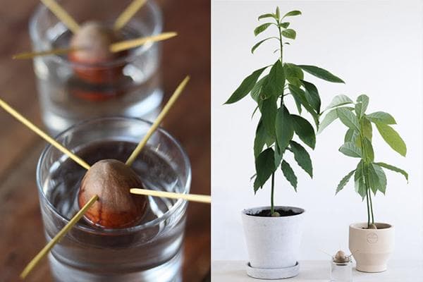 Cultiver un avocat à partir de graines