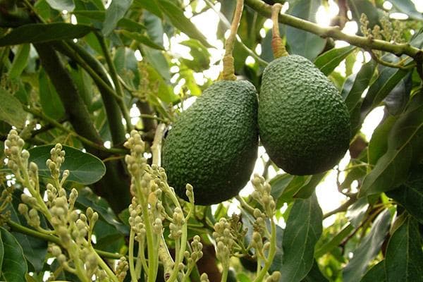 Fruits d'avocat sur un arbre