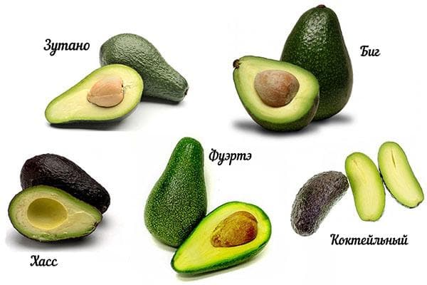 Types d'avocat