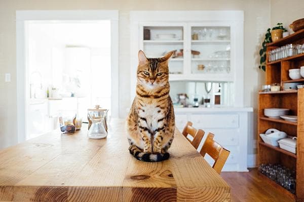 Chat sur une table à manger en bois