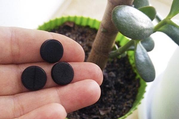 Charbon actif pour plantes d'intérieur