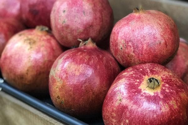 Des grenades sur le comptoir