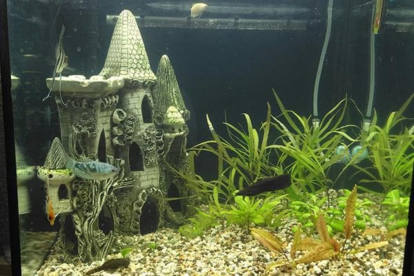 Serrure en céramique dans un aquarium