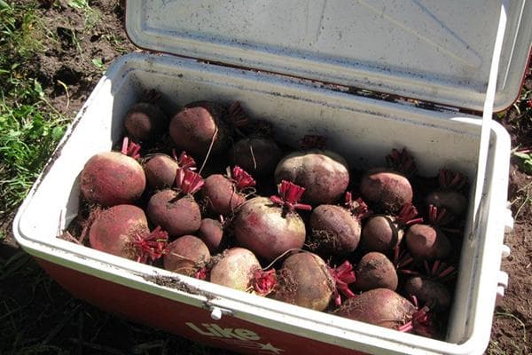 Conserver les betteraves sans fane