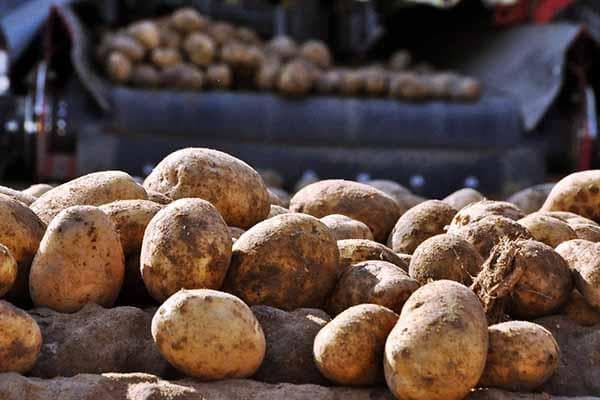 Pommes de terre non lavées