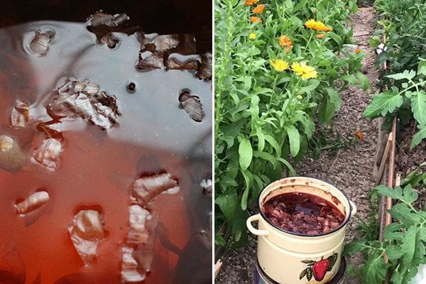 Infusion de pelure d'oignon contre les parasites du jardin