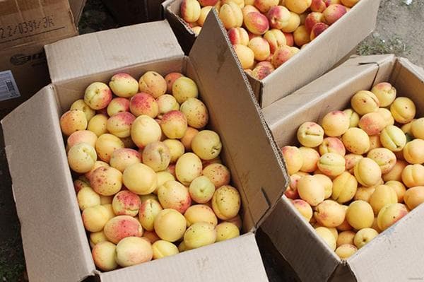 Abricots dans des boîtes en carton