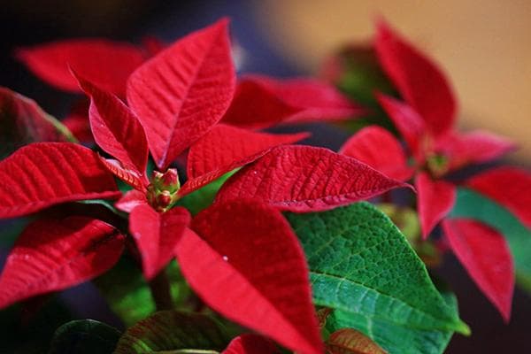Euphorbe poinsettia