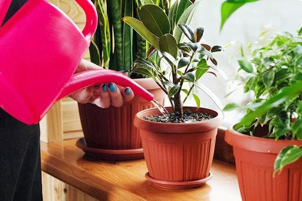 Arroser le ficus sur le rebord de la fenêtre