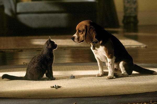 Chat et chien à la maison