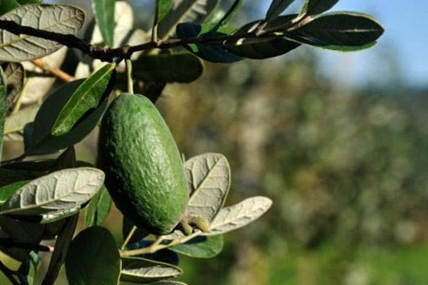 Fructification du Feijoa
