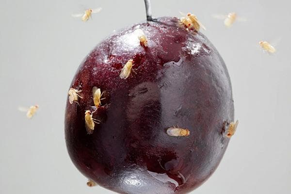 Moucherons des fruits