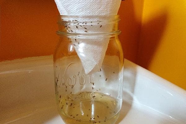 Piège à moucherons composé d'un pot et d'un entonnoir en papier