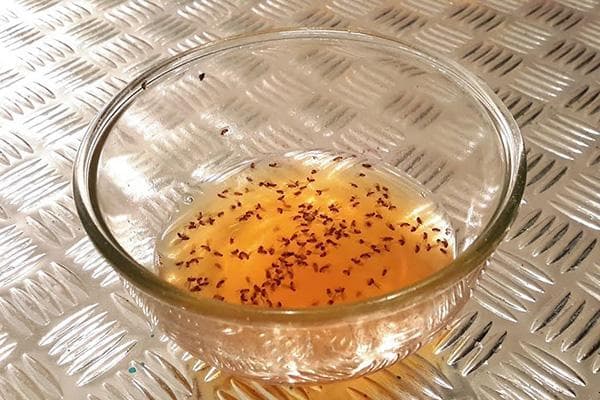 Piège à moucherons dans la cuisine