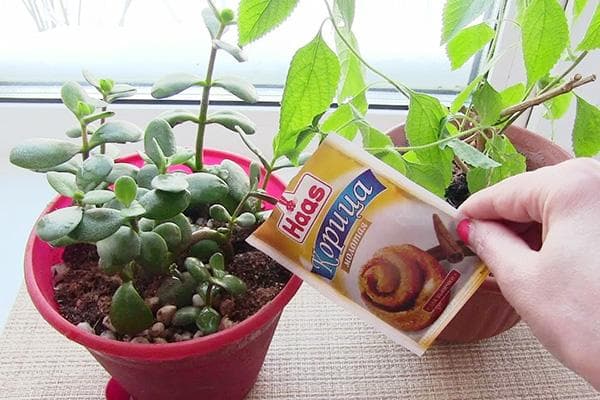 Cannelle contre les moucherons dans les pots de fleurs