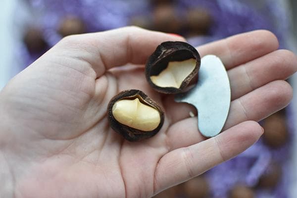 Clé de noix et coquille de macadamia