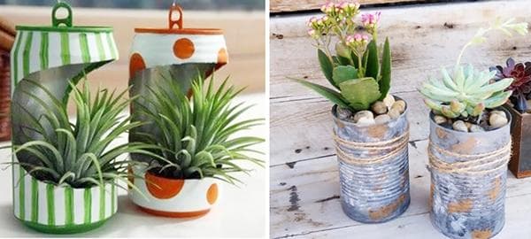 Plantes succulentes en boîtes