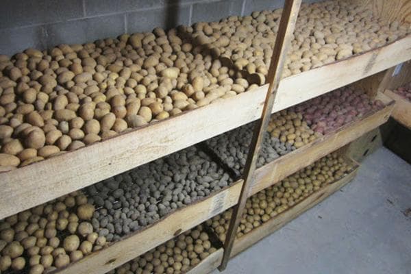 Conserver les pommes de terre au sous-sol