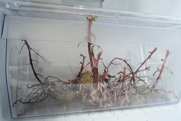 Pommes de terre germées au réfrigérateur