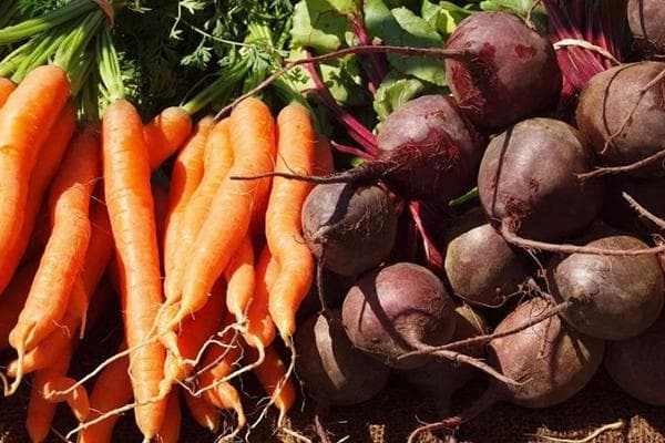 Récolte de carottes et de betteraves