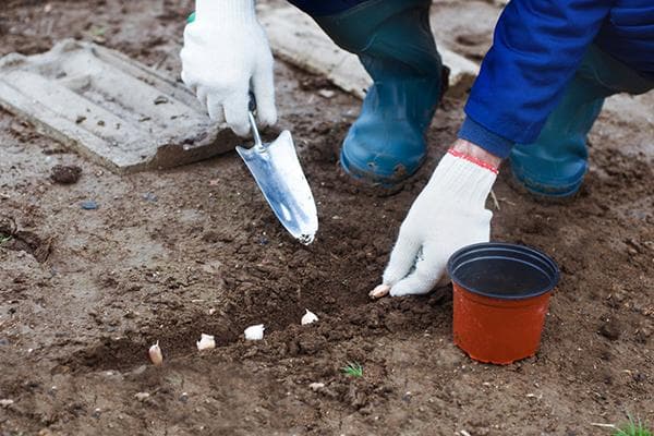 Planter de l'ail d'hiver