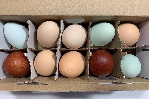 Oeufs de poule de différentes couleurs dans une boîte