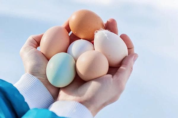 Une poignée d'œufs de poule de différentes couleurs