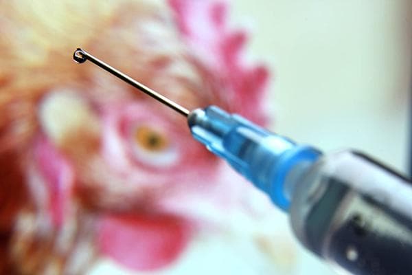 Poulet et antibiotique