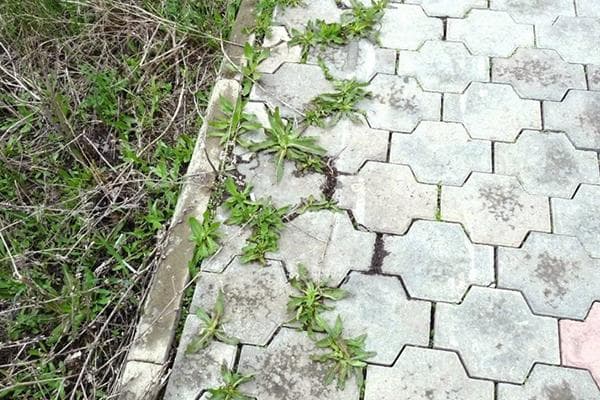 De l'herbe dans les joints des dalles de pavage