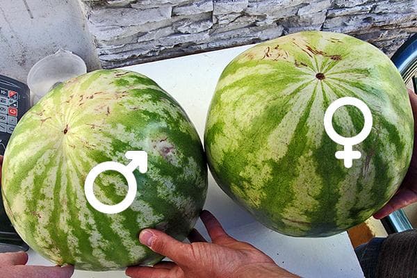 Garçon pastèque et fille pastèque