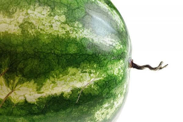 Queue sèche d'une pastèque