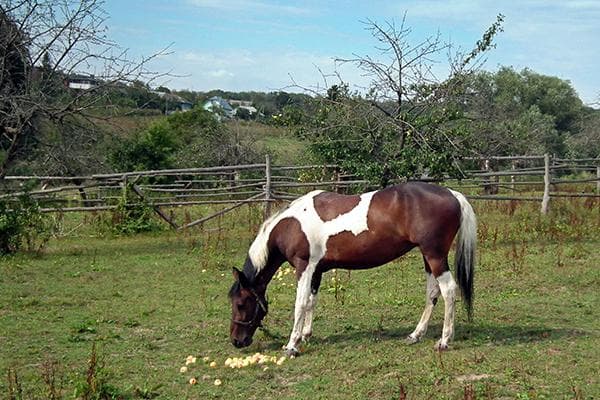 Le cheval mange des pommes
