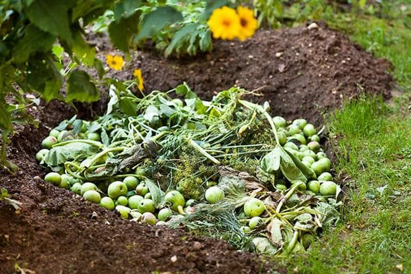 Pommes dans un bac à compost