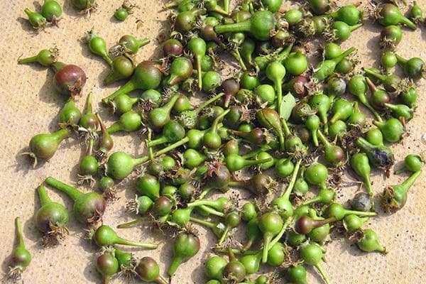 Ovaires tombés d'un pommier