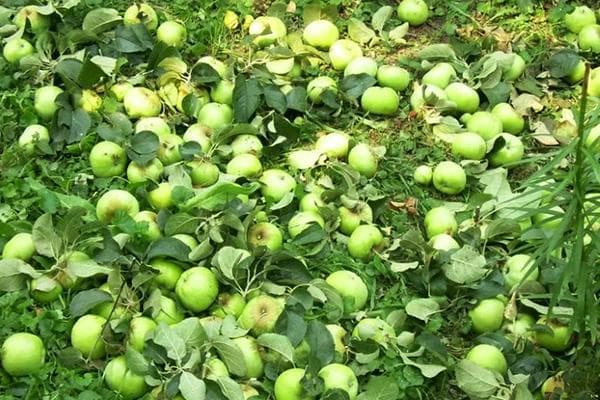 Pommes non mûres au sol