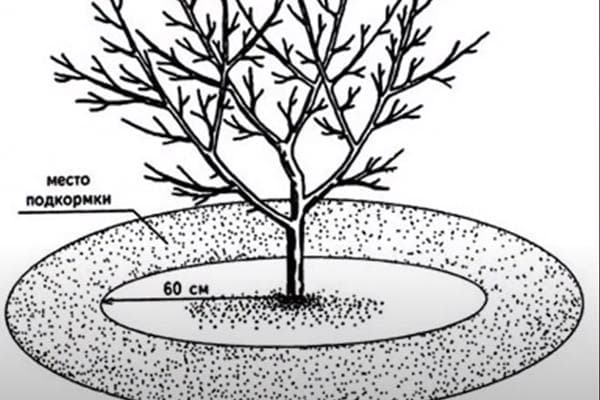Zone d'arrosage et de fertilisation sous le pommier