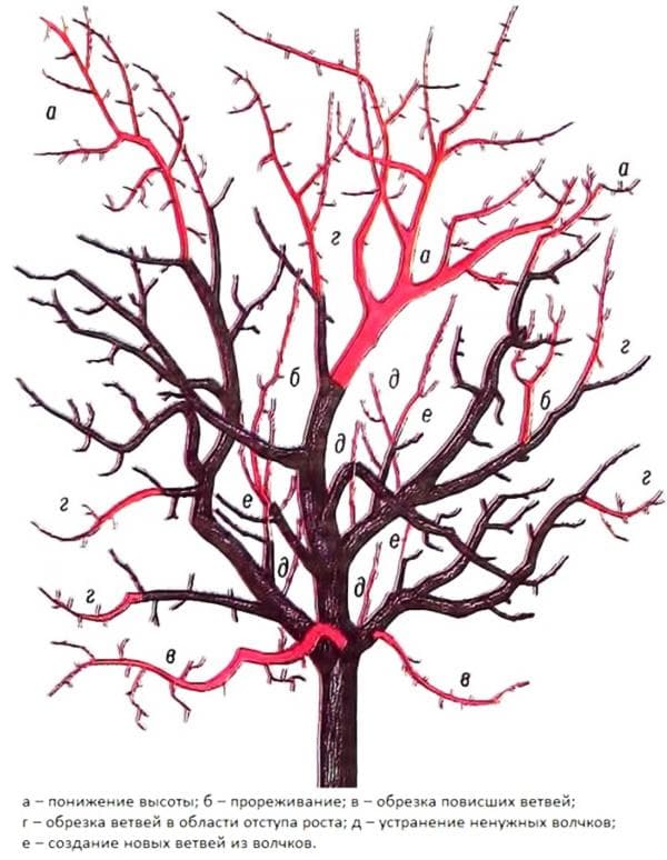 Schéma de taille du pommier