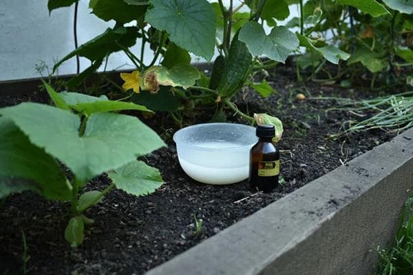 Lait aigre et iode pour nourrir les concombres