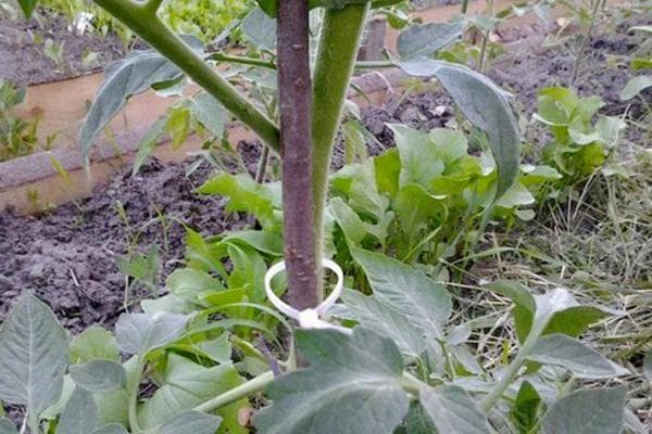 Fixez les plantes à l’aide de pinces en nylon