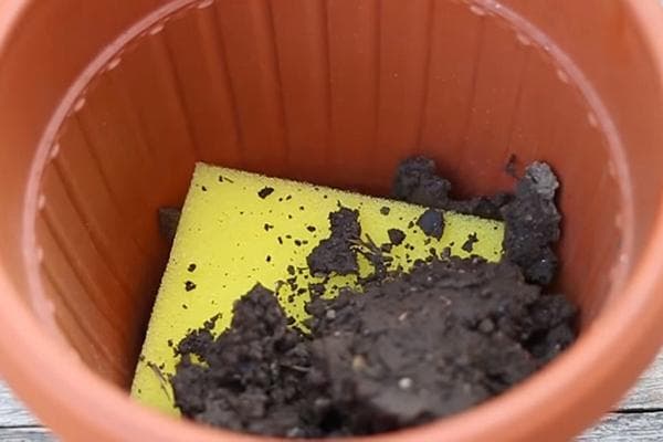 Éponge au fond d'un pot de fleur