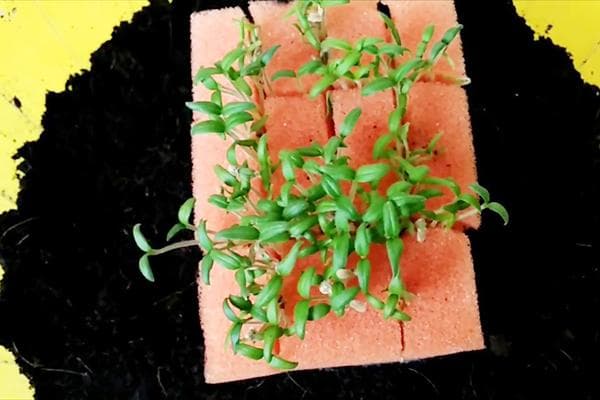 Faire germer des graines dans une éponge en mousse