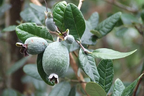 Fruits Feijoa sur un arbre