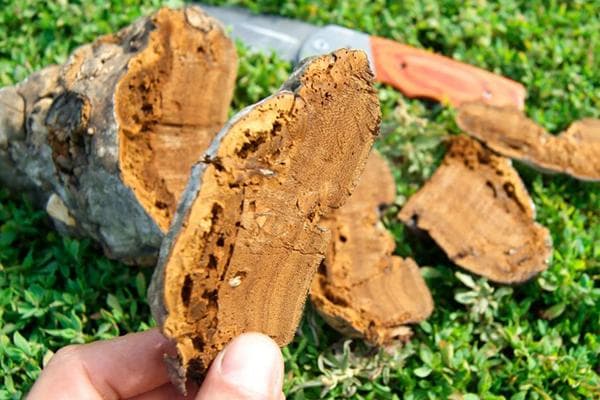 Champignon de l'amadou tranché