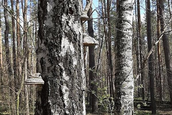 Polypores sur un bouleau