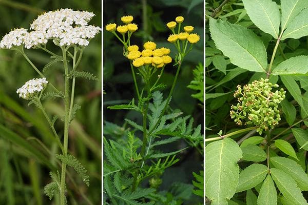 Achillée millefeuille, tanaisie et sureau