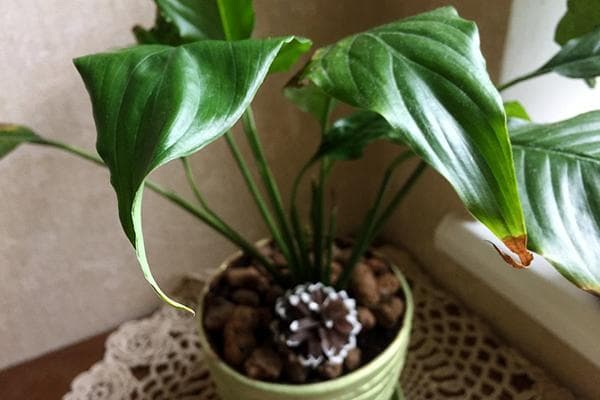 Spathiphyllum pousse mal