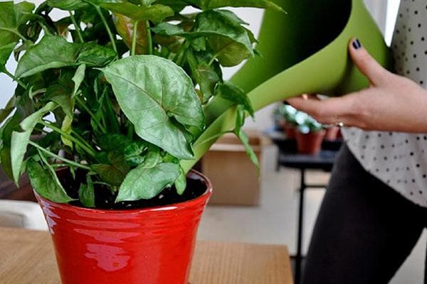 Arroser une plante d'intérieur