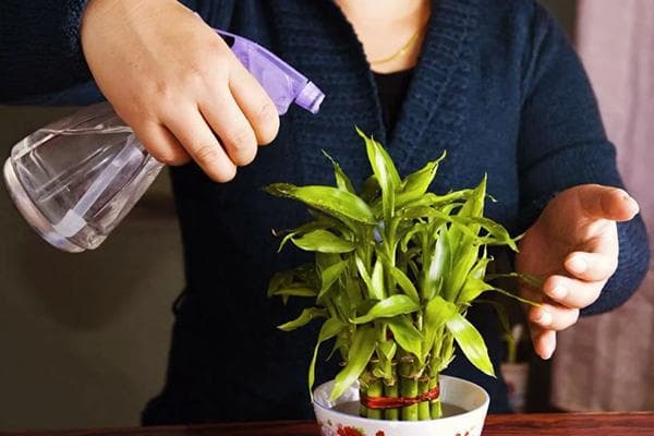 Pulvériser une plante d'intérieur