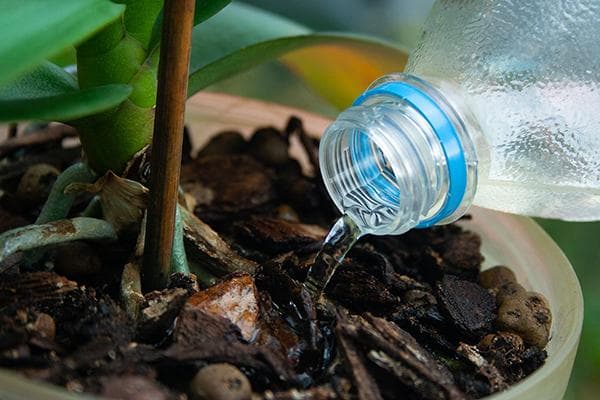 Arroser une plante d'intérieur